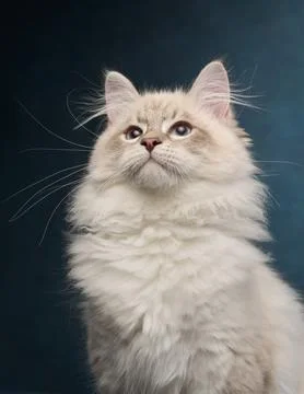 Close-Up of Ragdoll Kitten Looking Up Foto stock