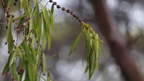 Close up of rain and wind blowing the wet leaves of a native willow myrtle tree Stock Footage 123943307
