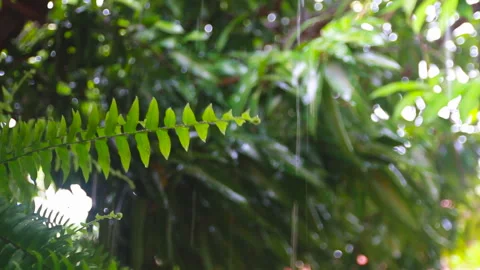 Close-up of rain between plants and fern leaves Stock Footage 262540494