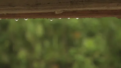 Close Up Of the Rain, Blurred Amazon Forest in The Background Stock-Footage 19034634