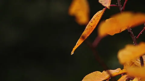 Close up rain on cherry tree leaves V Stock Footage 35651716