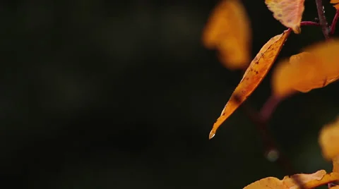 Close up rain on cherry tree leaves IV Stock Footage 35651900