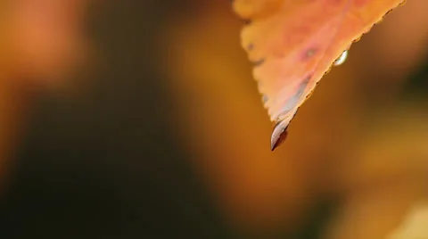Close up rain on cherry tree leaves III Stock Footage 35652024
