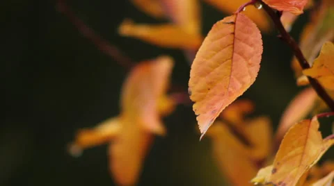 Close up rain on cherry tree leaves II Stock Footage 35652058