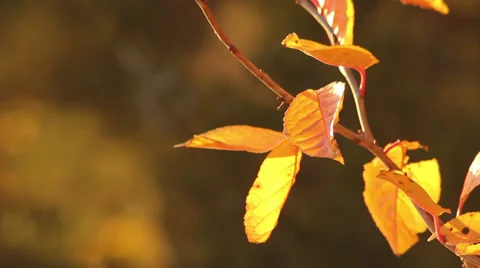 Close up rain on cherry tree leaves  Stock Footage 35652256