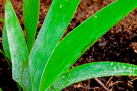 Close up of Rain Covered Bearded Iris Leaves Stock Photos