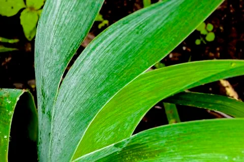 Close up of Rain Covered Bearded Iris Leaves Stock Photos
