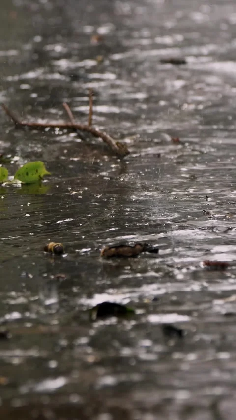 Close-up, rain dripping onto the path. summer rain, a thunderstorm, a heavy Stock Footage 318076528