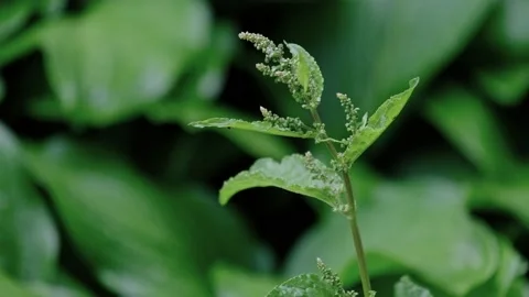 A close-up of rain dripping on plants Stock Footage 171378754