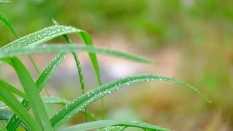 A close-up of rain dripping on plants Stock Footage 171378758