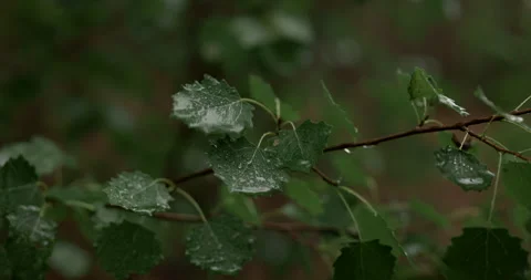 Close up of rain drop falling on wet green aspen leaf, audio included Stock Footage 340845955