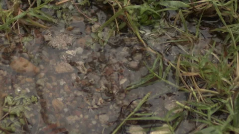Close Up Rain Drop Slow Motion Macro shot Video stock 219838633
