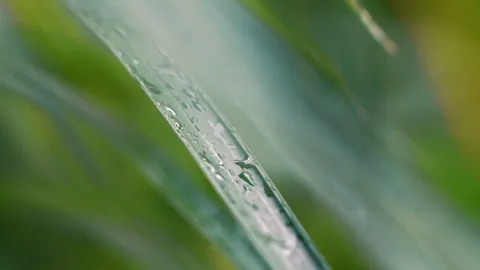 Close up Rain drop on young plant leaf with green nature on background Stock Footage 168485324