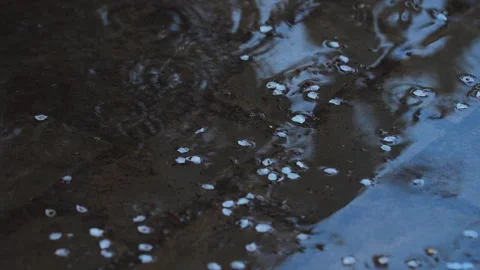 Close-Up of Rain Droplets Falling in a Serene Spring Atmosphere Stock Footage 341877665