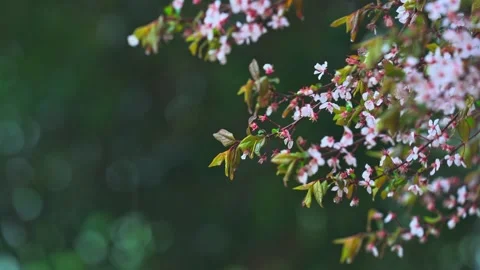 Close-Up of Rain Droplets Falling in a Serene Spring Atmosphere Stock Footage 341877731