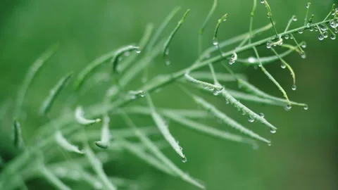 Close up of rain droplets on unripe rapeseed pods in a green field Stock Footage 342014800