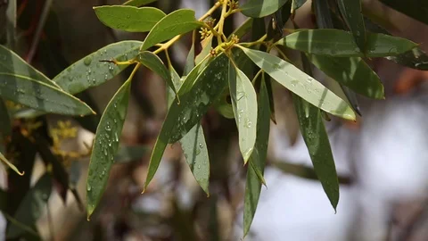 Close up of rain droplets on wet leaves of a native eucalyptus mallee tree Stock Footage 123944459