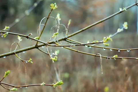 Close up rain drops on birch branches concept photo Stock Photos