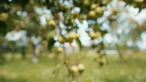Close up rain drops fall on the apple and the tree leaves in garden branch farm Stock Footage 102748400