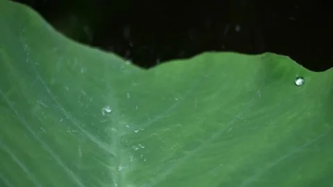 Close up rain drops falling on a blurred Taro Leaves on dark background Stock Footage 151623692