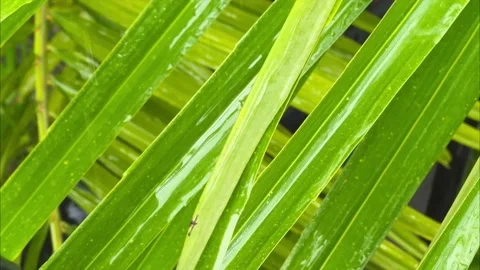 Close up of rain drops falling on tropical leaves in south east asia Video stock 204792976