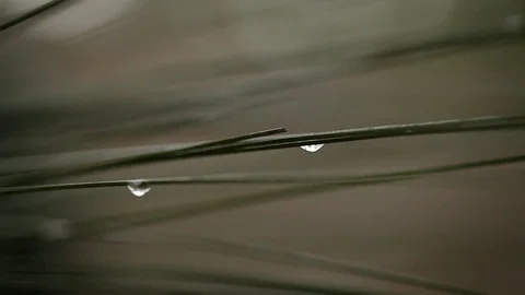 Close up of rain drops Stock Footage 72110747