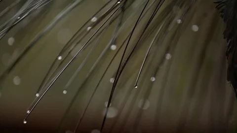 Close up of rain drops Stock Footage 72110802