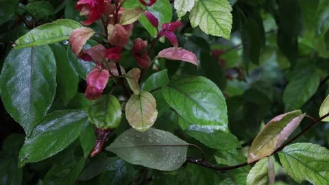 Close-up rain drops on a green and red leaves in the garden Video stock 197068643