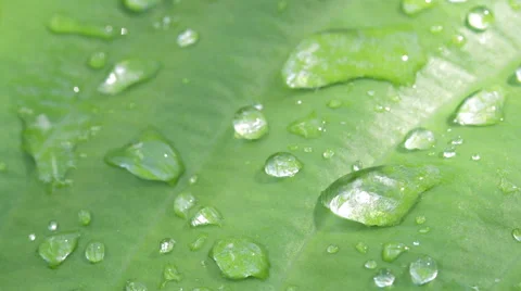 Close-up of rain drops on green leaf. Video stock 64337275
