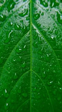 Close up of rain drops on green leaf for background. close-up water drop on.. Stock Photos