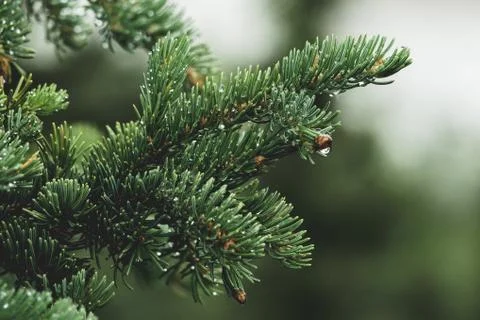 Close up of rain drops on green pine needles Stock Photos