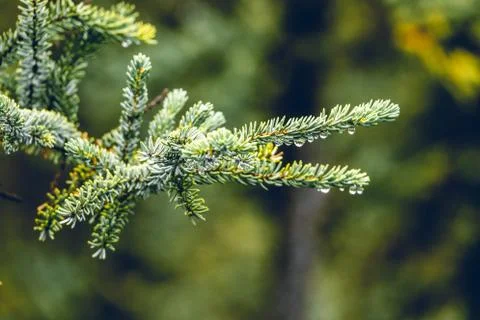 Close up of rain drops on green pine needles Stock Photos