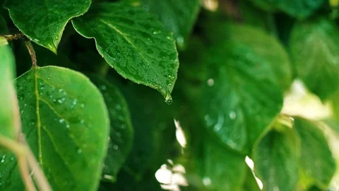 Close up of rain drops on the leaves  库存影片 112181120