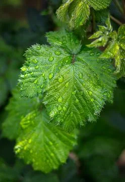 Close up of rain drops over a leaf, nature Stock Photos
