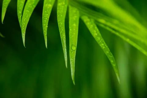 Close up of rain drops on palm leaf Stock Photos