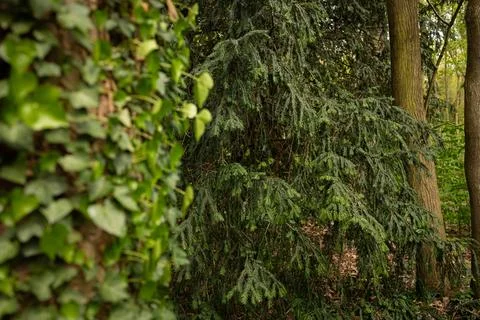 Close-up of rain drops on a pine tree branch. Moody atmosphere of a rainy day. Stock Photos