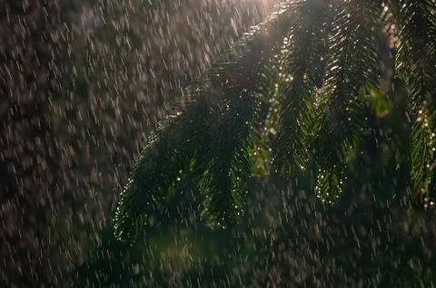 Close-up of rain drops on a pine tree branch. Blurred background. Moody atm.. Stock Photos
