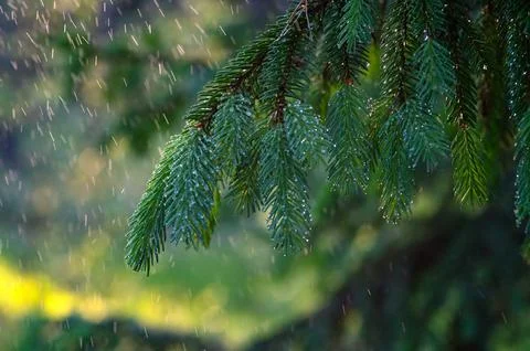 Close-up of rain drops on a pine tree branch. Blurred background. Moody atm.. Stock Photos