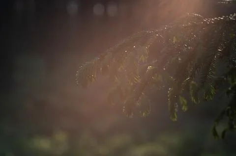 Close-up of rain drops on a pine tree branch. Blurred background. Moody atm.. Stock Photos