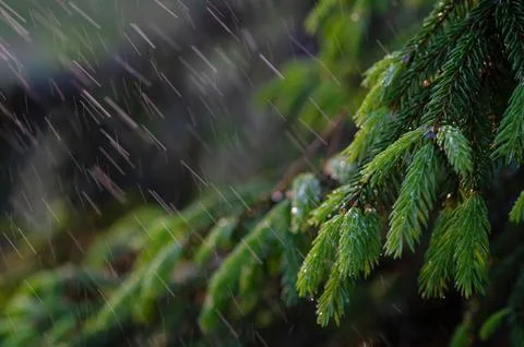 Close-up of rain drops on a pine tree branch. Blurred background. Moody atmos Stock Photos
