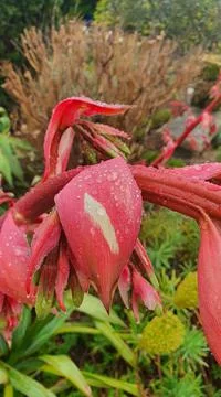 Close up of rain drops on red coloured plants 库存照片