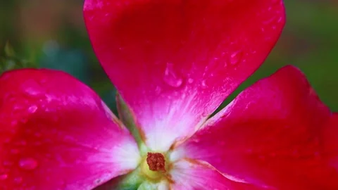 Close up of rain drops on a red rose petal in the Fall Stock Footage 143032045