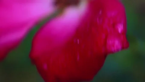 Close up of rain drops on a red rose petal Stock Footage 143032055