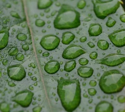 Close-up of rain drops on a rose leaf Stock Photos