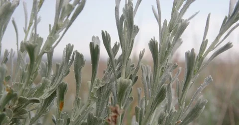 Close - rain drops on sage brush leaves in breeze Stock Footage 83458995