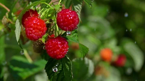 Close-up of the rain drops of summer rain falling on the ripe juicy raspberries Stock Footage 220143149