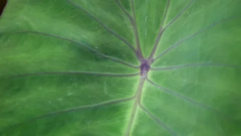 Close Up Rain drops on Taro Leave with Purple Vein Stock Footage 151623009