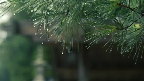 Close up Rain drops on the tips of pine leaves on a rainy day Stock Footage 272468821