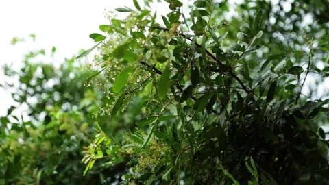 Close-Up of Rain Drops on Tropical Plant Leaves Stock Footage 339384667