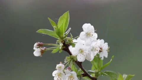 Close up of rain falling on blossom tree branch. Spring rains. Stock Footage 239445518